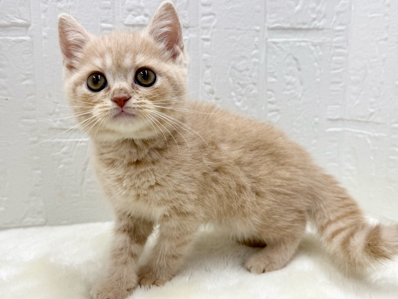 東京都のマンチカン (かねだい青梅店/2025年11月21日生まれ/男の子/クリームタビー)の子猫の4枚目の画像