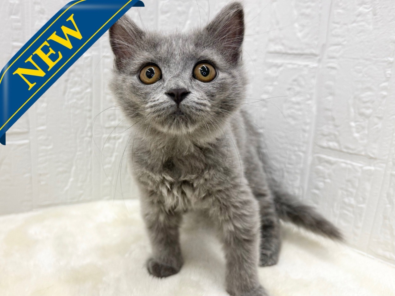 東京都のラガマフィン (かねだい青梅店/2025年11月11日生まれ/女の子/ブルー)の子猫の1枚目の画像