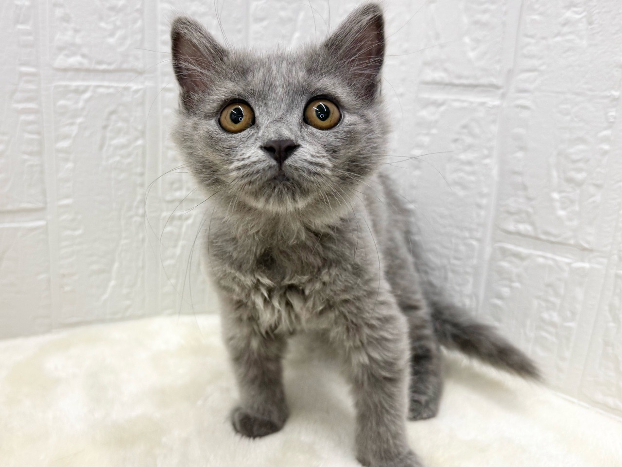 東京都のラガマフィン (かねだい青梅店/2025年11月11日生まれ/女の子/ブルー)の子猫の2枚目の画像