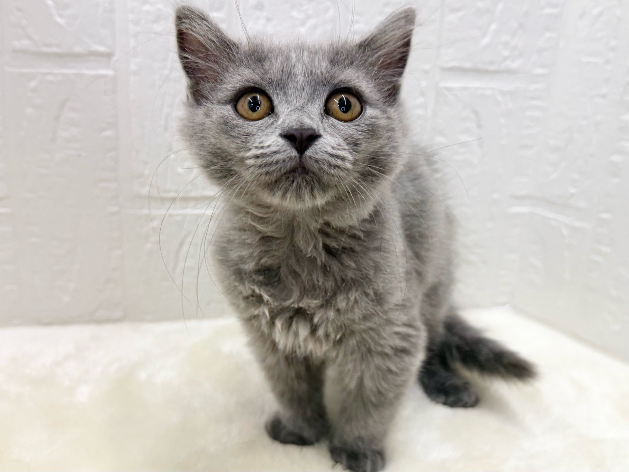 東京都のラガマフィン (かねだい青梅店/2025年11月11日生まれ/女の子/ブルー)の子猫の3枚目の画像