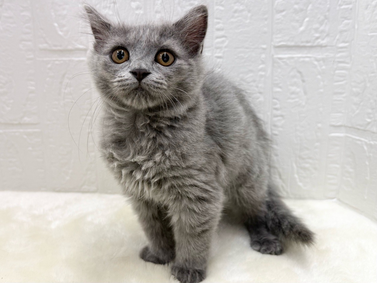 東京都のラガマフィン (かねだい青梅店/2025年11月11日生まれ/女の子/ブルー)の子猫の4枚目の画像