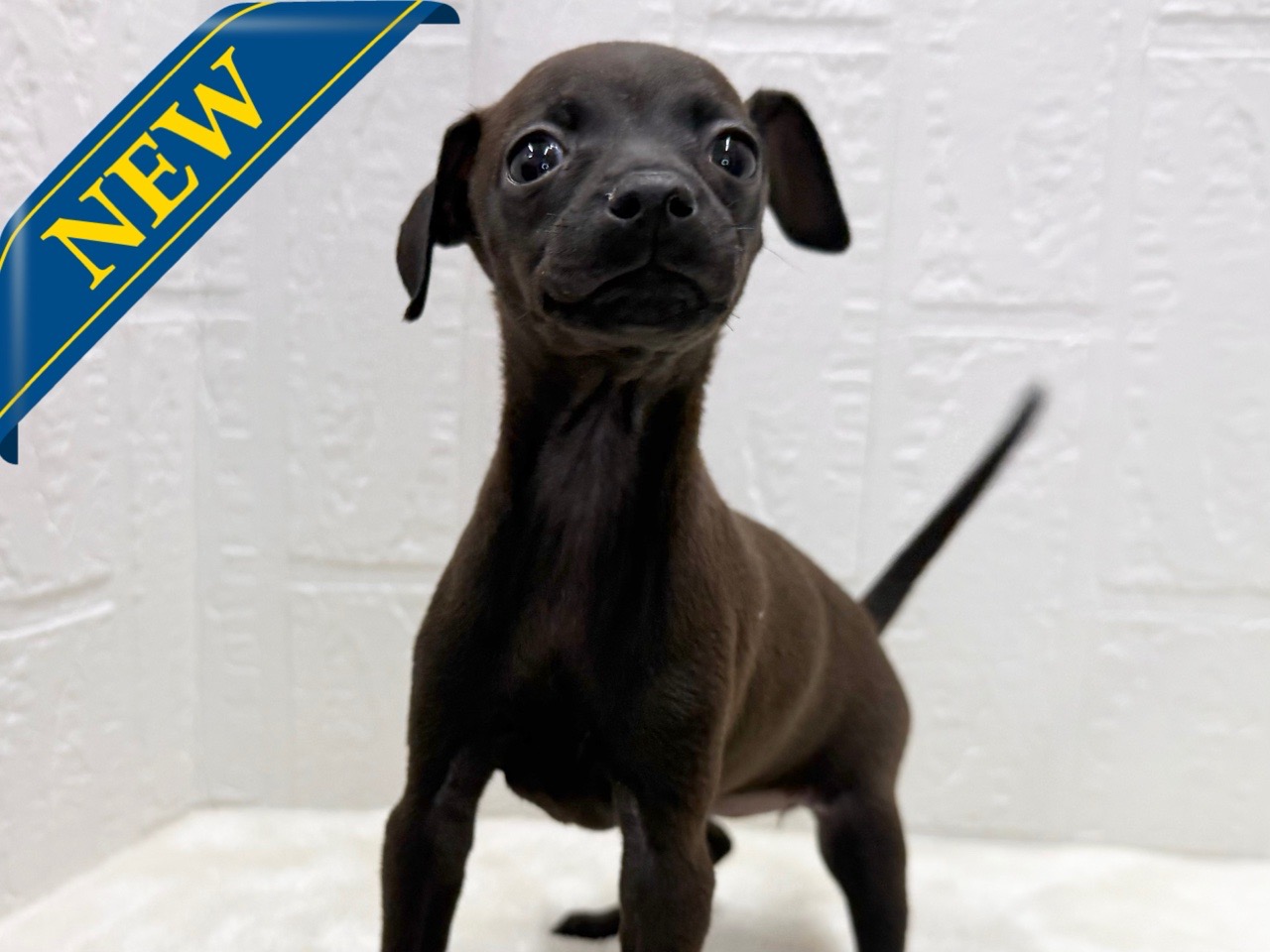 東京都のハーフ犬・ミックス犬 (かねだい青梅店/2025年11月20日生まれ/女の子/チョコレート)の子犬の1枚目の画像