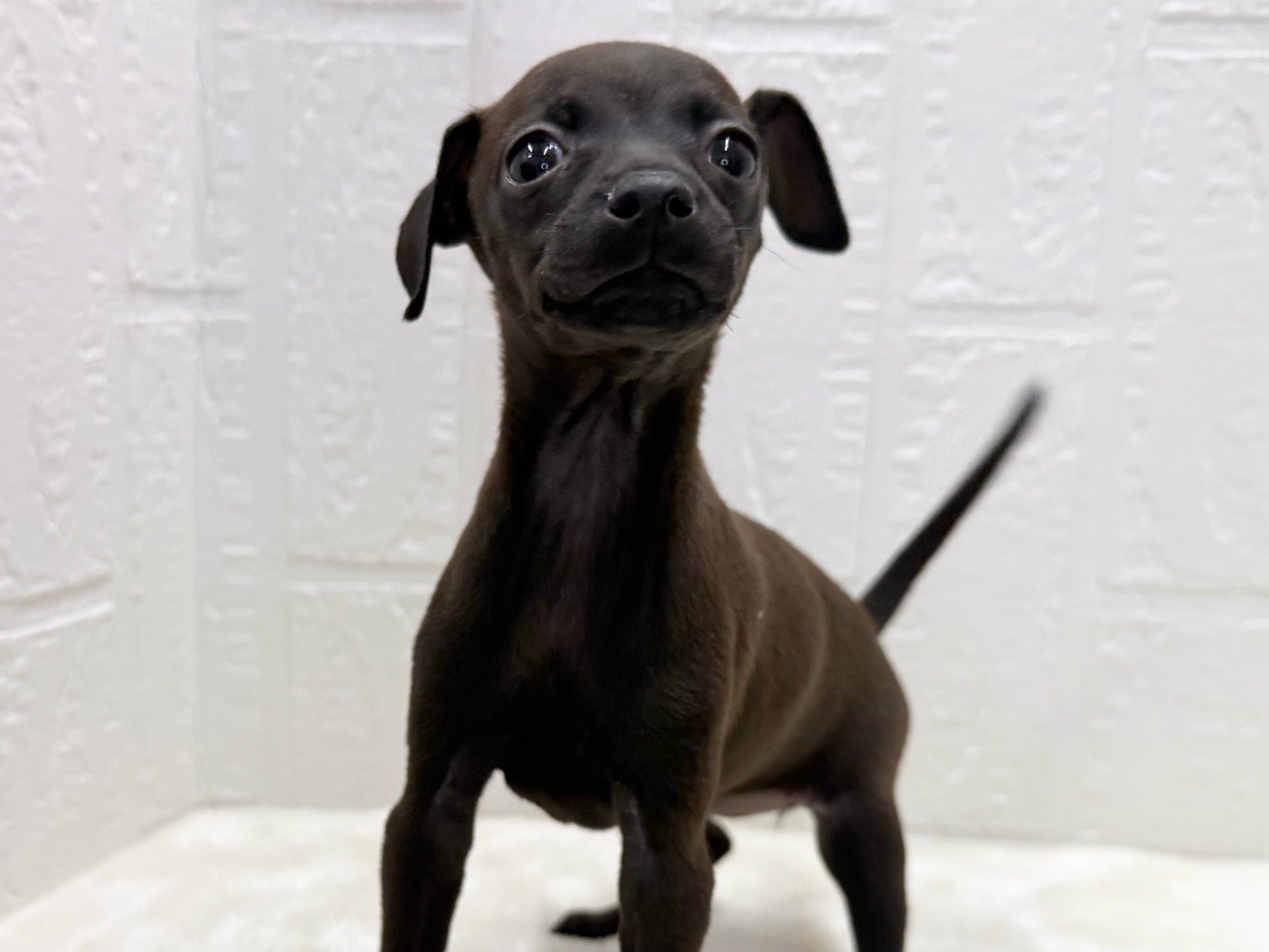 東京都のハーフ犬・ミックス犬 (かねだい青梅店/2025年11月20日生まれ/女の子/チョコレート)の子犬の2枚目の画像