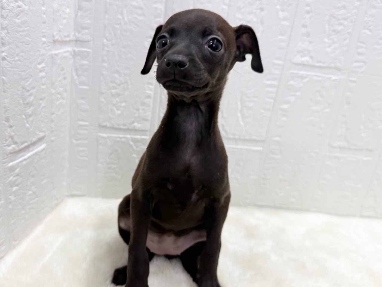 東京都のハーフ犬・ミックス犬 (かねだい青梅店/2025年11月20日生まれ/女の子/チョコレート)の子犬の3枚目の画像
