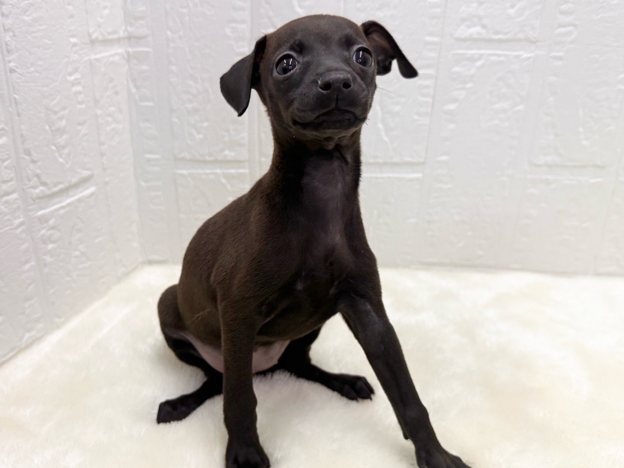 東京都のハーフ犬・ミックス犬 (かねだい青梅店/2025年11月20日生まれ/女の子/チョコレート)の子犬の4枚目の画像