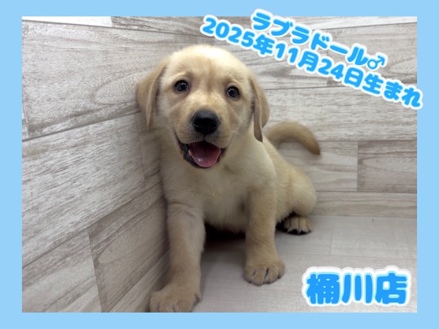 埼玉県のラブラドールレトリーバー (かねだい桶川店/2025年11月24日生まれ/男の子/イエロー)の子犬の1枚目の画像