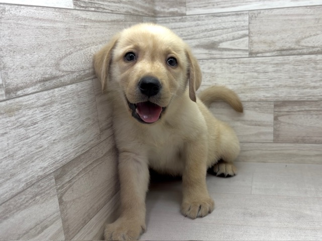 埼玉県のラブラドールレトリーバー (かねだい桶川店/2025年11月24日生まれ/男の子/イエロー)の子犬の2枚目の画像