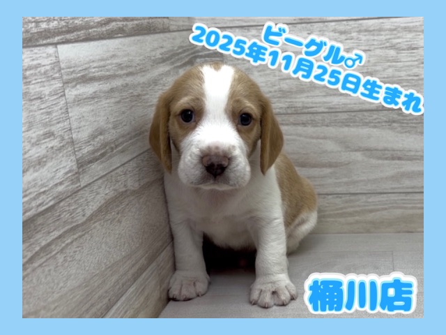 埼玉県のビーグル (かねだい桶川店/2025年11月25日生まれ/男の子/レモンホワイト)の子犬の1枚目の画像