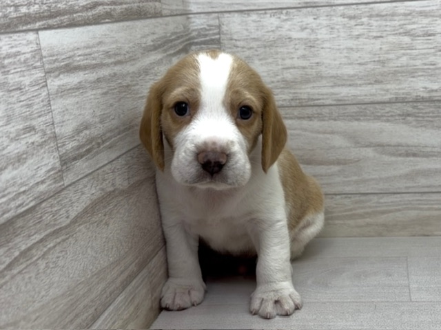 埼玉県のビーグル (かねだい桶川店/2025年11月25日生まれ/男の子/レモンホワイト)の子犬の2枚目の画像