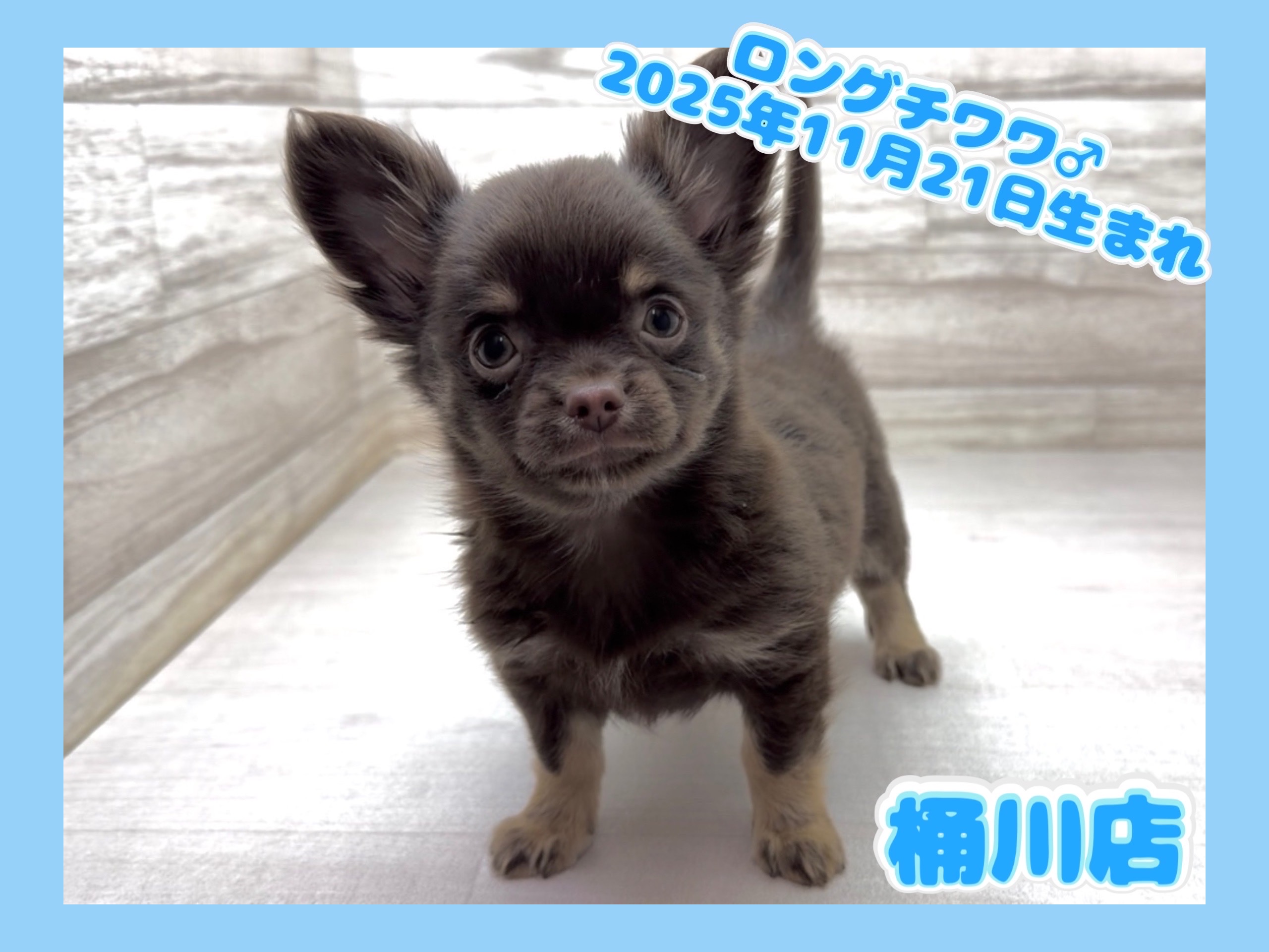 埼玉県のチワワ(ロング) (かねだい桶川店/2025年11月21日生まれ/男の子/チョコレートタン)の子犬の1枚目の画像