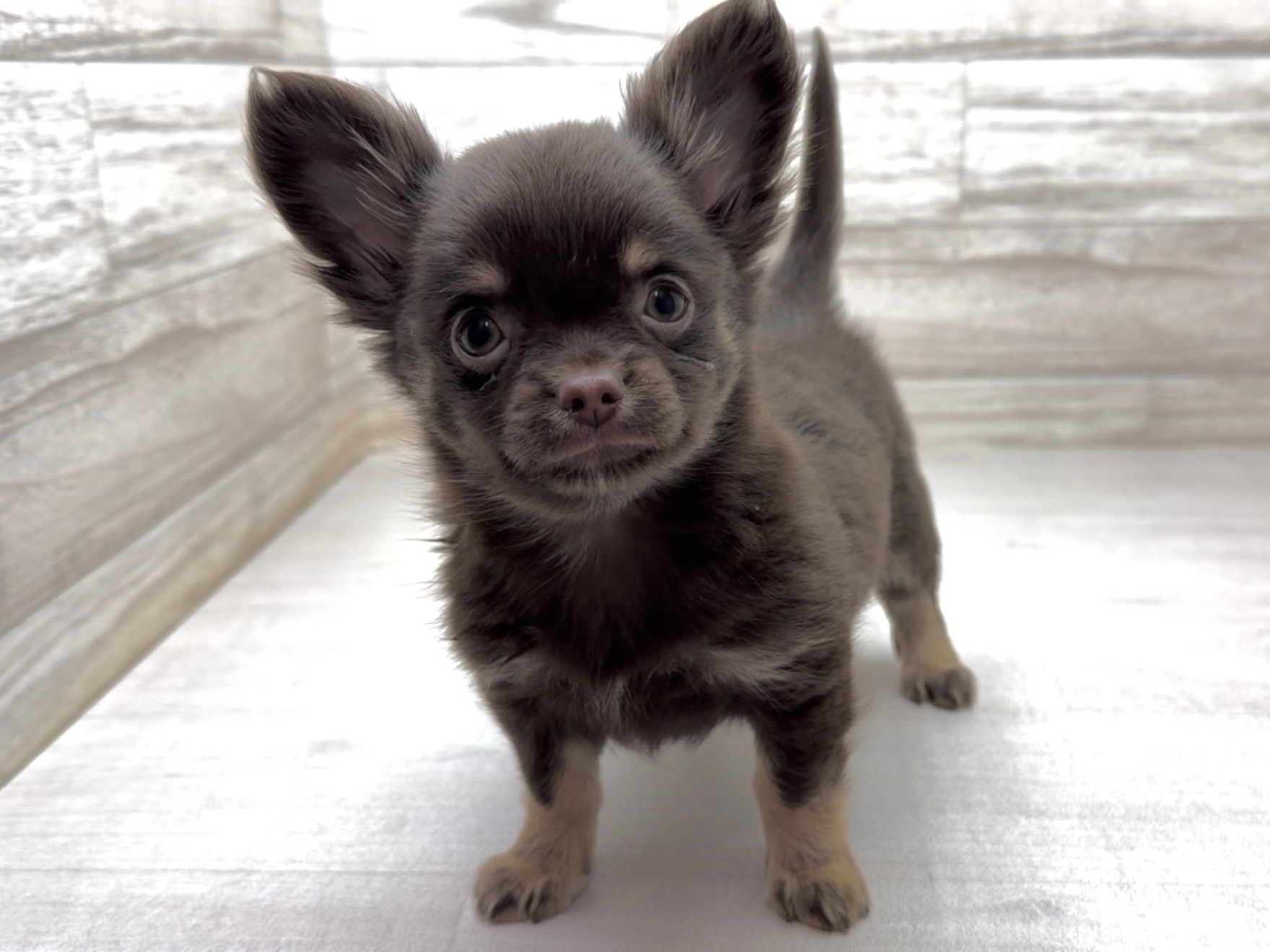 埼玉県のチワワ(ロング) (かねだい桶川店/2025年11月21日生まれ/男の子/チョコレートタン)の子犬の2枚目の画像