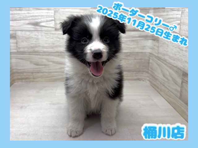 埼玉県のボーダーコリー (かねだい桶川店/2025年11月25日生まれ/男の子/ブラックホワイト)の子犬の1枚目の画像