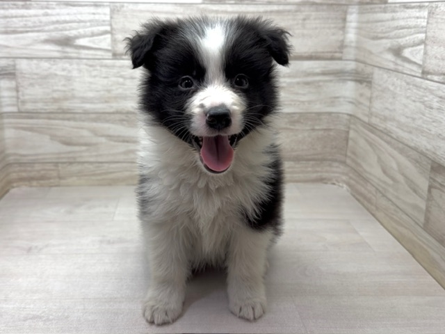 埼玉県のボーダーコリー (かねだい桶川店/2025年11月25日生まれ/男の子/ブラックホワイト)の子犬の2枚目の画像