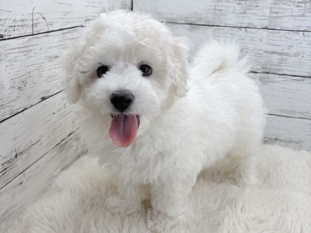 新潟県のビションフリーゼ (かねだいペットトライアル魚沼/2025年11月1日生まれ/男の子/ホワイト)の子犬