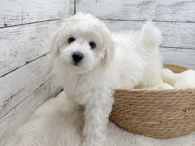 新潟県のビションフリーゼ (かねだいペットトライアル魚沼/2025年11月1日生まれ/男の子/ホワイト)の子犬の2枚目の画像