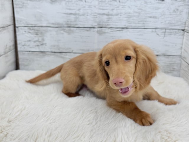 新潟県のミニチュアダックスフンド(ロング) (かねだいペットトライアル魚沼/2025年11月1日生まれ/男の子/ゴールド)の子犬の2枚目の画像