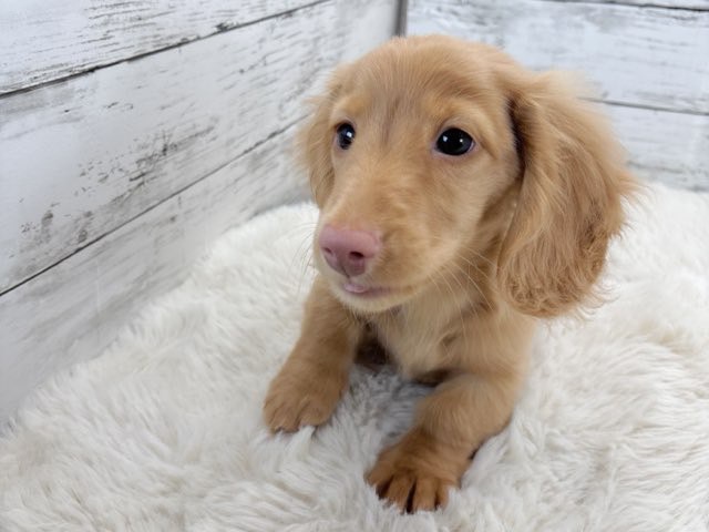 新潟県のミニチュアダックスフンド(ロング) (かねだいペットトライアル魚沼/2025年11月1日生まれ/男の子/ゴールド)の子犬の3枚目の画像