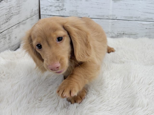 新潟県のミニチュアダックスフンド(ロング) (かねだいペットトライアル魚沼/2025年11月1日生まれ/男の子/ゴールド)の子犬の4枚目の画像