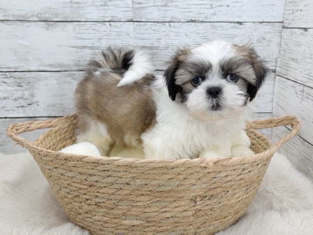 新潟県のシーズー (かねだいペットトライアル魚沼/2025年11月3日生まれ/男の子/ホワイトゴールド)の子犬の2枚目の画像