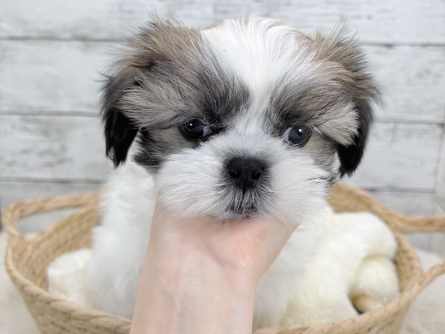 新潟県のシーズー (かねだいペットトライアル魚沼/2025年11月3日生まれ/男の子/ホワイトゴールド)の子犬の3枚目の画像