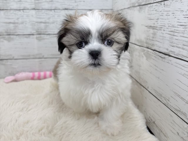 新潟県のシーズー (かねだいペットトライアル魚沼/2025年11月3日生まれ/男の子/ホワイトゴールド)の子犬の4枚目の画像