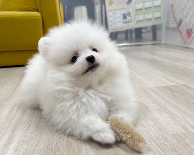 群馬県のポメラニアン (かねだいペットトライアル前橋/2025年11月23日生まれ/男の子/ホワイト)の子犬の2枚目の画像