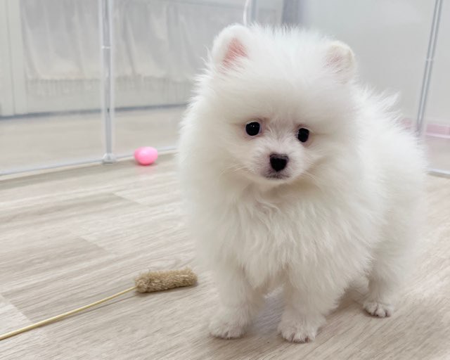 群馬県のポメラニアン (かねだいペットトライアル前橋/2025年11月23日生まれ/男の子/ホワイト)の子犬の3枚目の画像