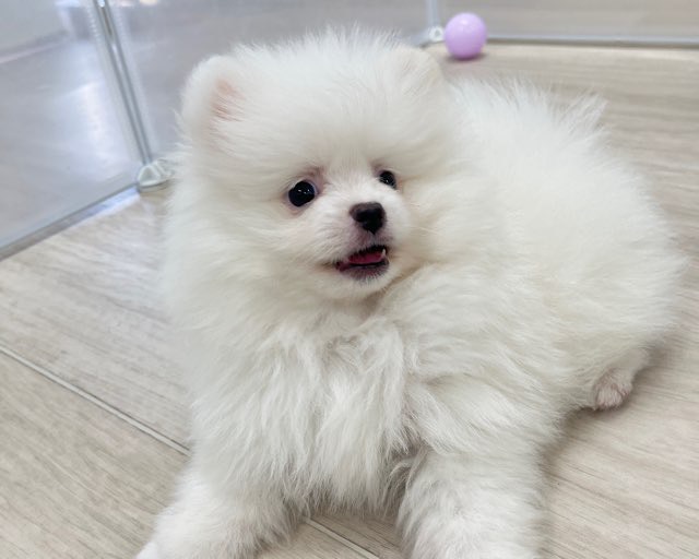 群馬県のポメラニアン (かねだいペットトライアル前橋/2025年11月23日生まれ/男の子/ホワイト)の子犬の4枚目の画像