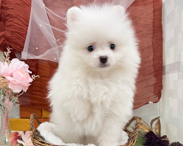 群馬県のポメラニアン (かねだいペットトライアル前橋/2025年11月23日生まれ/男の子/ホワイト)の子犬の1枚目の画像