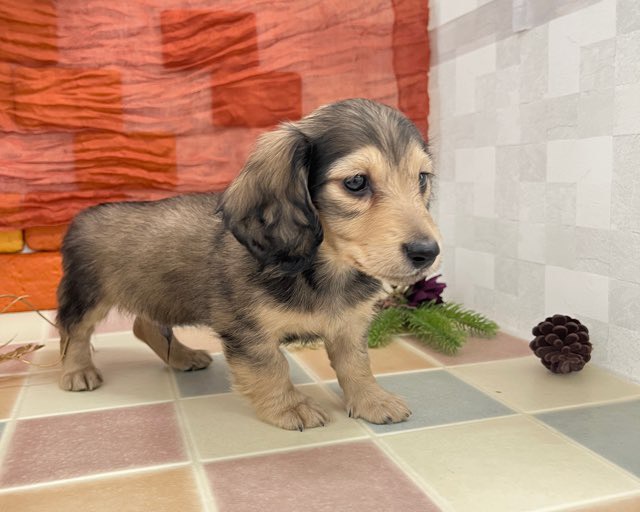 群馬県のミニチュアダックスフンド(ロング) (かねだいペットトライアル前橋/2025年11月22日生まれ/男の子/レッド)の子犬の3枚目の画像