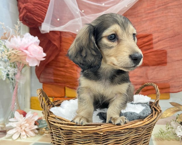 群馬県のミニチュアダックスフンド(ロング) (かねだいペットトライアル前橋/2025年11月22日生まれ/男の子/レッド)の子犬の4枚目の画像