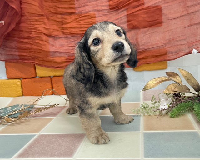 群馬県のミニチュアダックスフンド(ロング) (かねだいペットトライアル前橋/2025年11月22日生まれ/男の子/レッド)の子犬の2枚目の画像