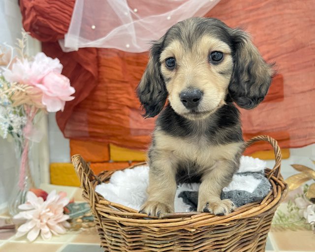 群馬県のミニチュアダックスフンド(ロング) (かねだいペットトライアル前橋/2025年11月22日生まれ/男の子/レッド)の子犬の1枚目の画像