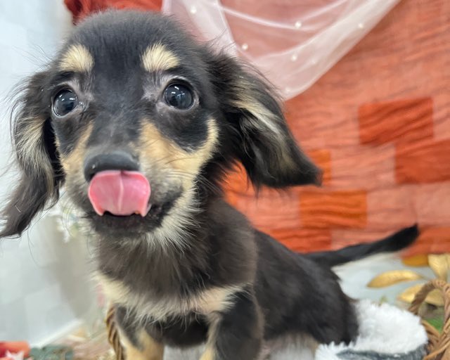 群馬県のチワックス(チワワ×ダックス) (かねだいペットトライアル前橋/2025年10月8日生まれ/男の子/ブラックタン)の子犬の1枚目の画像