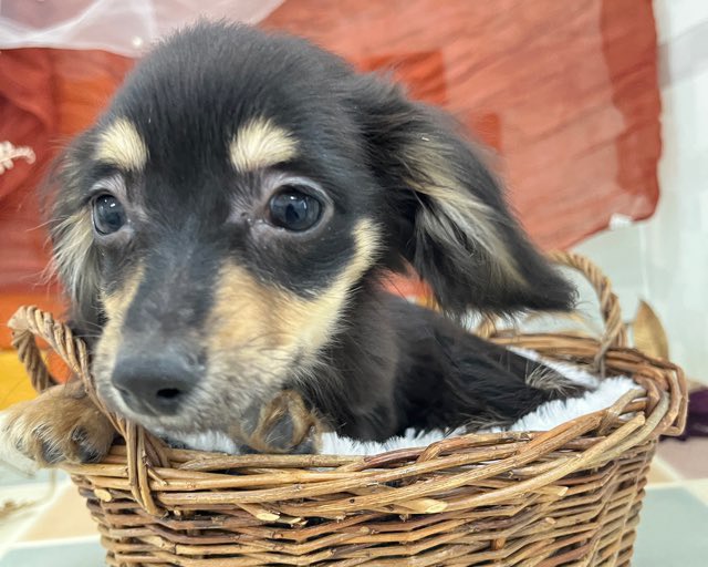 群馬県のチワックス(チワワ×ダックス) (かねだいペットトライアル前橋/2025年10月8日生まれ/男の子/ブラックタン)の子犬の2枚目の画像