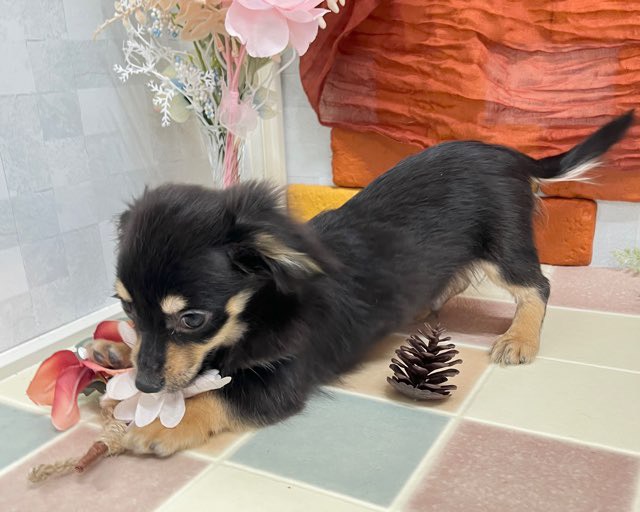 群馬県のチワックス(チワワ×ダックス) (かねだいペットトライアル前橋/2025年10月8日生まれ/男の子/ブラックタン)の子犬の4枚目の画像