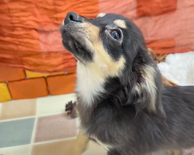 群馬県のチワックス(チワワ×ダックス) (かねだいペットトライアル前橋/2025年10月8日生まれ/男の子/ブラックタン)の子犬の3枚目の画像