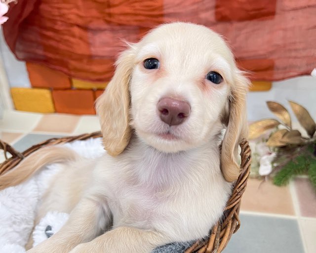 群馬県のミニチュアダックスフンド(ロング) (かねだいペットトライアル前橋/2025年11月22日生まれ/男の子/ゴールド)の子犬の4枚目の画像