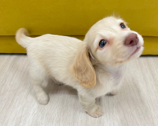 群馬県のミニチュアダックスフンド(ロング) (かねだいペットトライアル前橋/2025年11月22日生まれ/男の子/ゴールド)の子犬の1枚目の画像