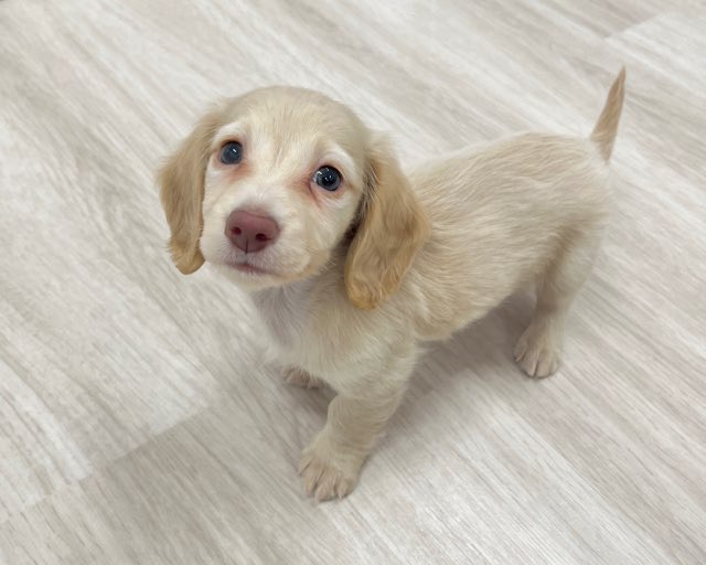 群馬県のミニチュアダックスフンド(ロング) (かねだいペットトライアル前橋/2025年11月22日生まれ/男の子/ゴールド)の子犬の3枚目の画像