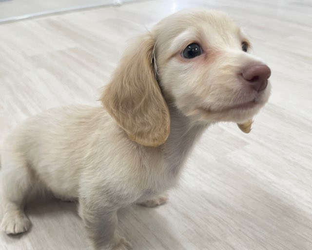 群馬県のミニチュアダックスフンド(ロング) (かねだいペットトライアル前橋/2025年11月22日生まれ/男の子/ゴールド)の子犬の2枚目の画像