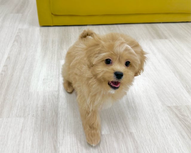 群馬県のペキプー(ペキニーズ×プードル) (かねだいペットトライアル前橋/2025年10月13日生まれ/男の子/クリーム)の子犬の2枚目の画像