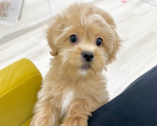 群馬県のペキプー(ペキニーズ×プードル) (かねだいペットトライアル前橋/2025年10月13日生まれ/男の子/クリーム)の子犬の3枚目の画像