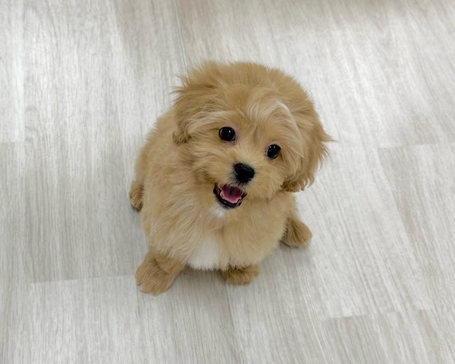 群馬県のペキプー(ペキニーズ×プードル) (かねだいペットトライアル前橋/2025年10月13日生まれ/男の子/クリーム)の子犬の4枚目の画像