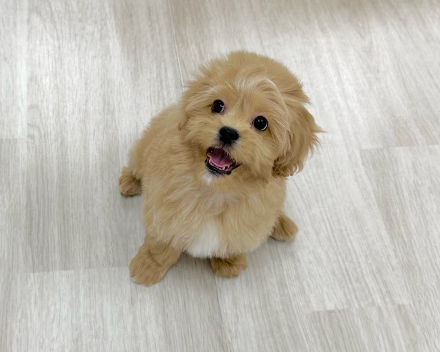 群馬県のペキプー(ペキニーズ×プードル) (かねだいペットトライアル前橋/2025年10月13日生まれ/男の子/クリーム)の子犬の1枚目の画像