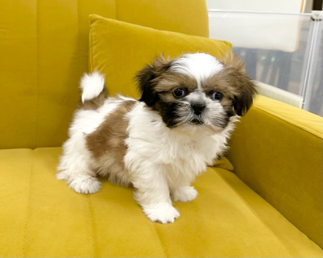 群馬県のシーズー (かねだいペットトライアル前橋/2025年11月3日生まれ/男の子/ホワイトゴールド)の子犬の1枚目の画像