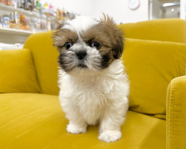 群馬県のシーズー (かねだいペットトライアル前橋/2025年11月3日生まれ/男の子/ホワイトゴールド)の子犬の2枚目の画像