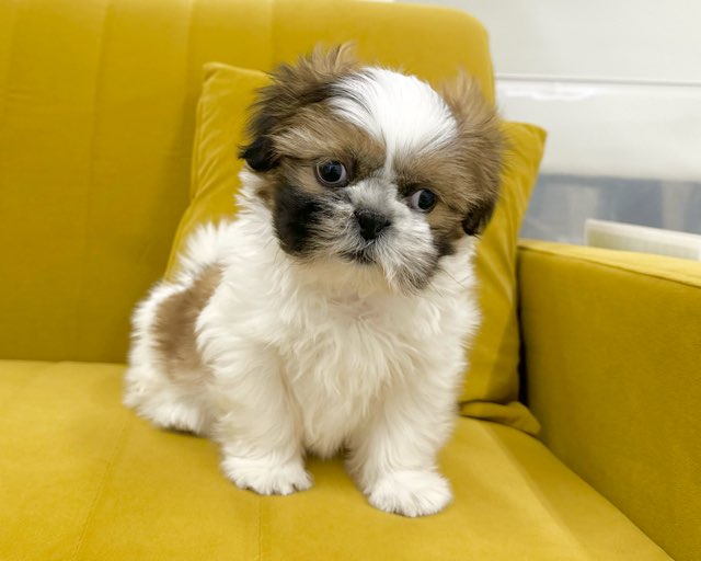 群馬県のシーズー (かねだいペットトライアル前橋/2025年11月3日生まれ/男の子/ホワイトゴールド)の子犬の3枚目の画像