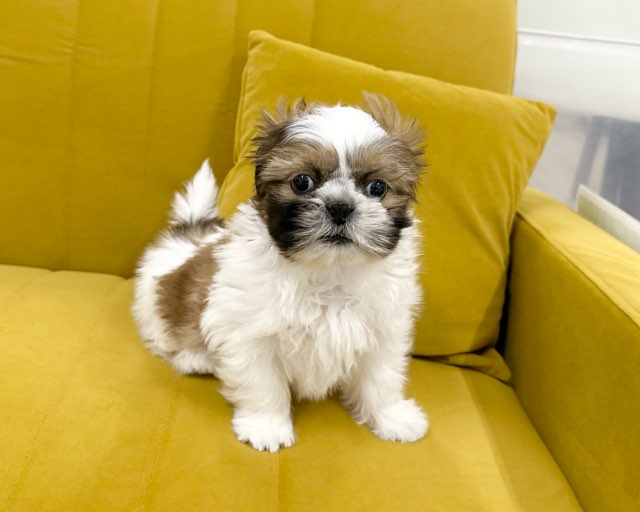 群馬県のシーズー (かねだいペットトライアル前橋/2025年11月3日生まれ/男の子/ホワイトゴールド)の子犬の4枚目の画像