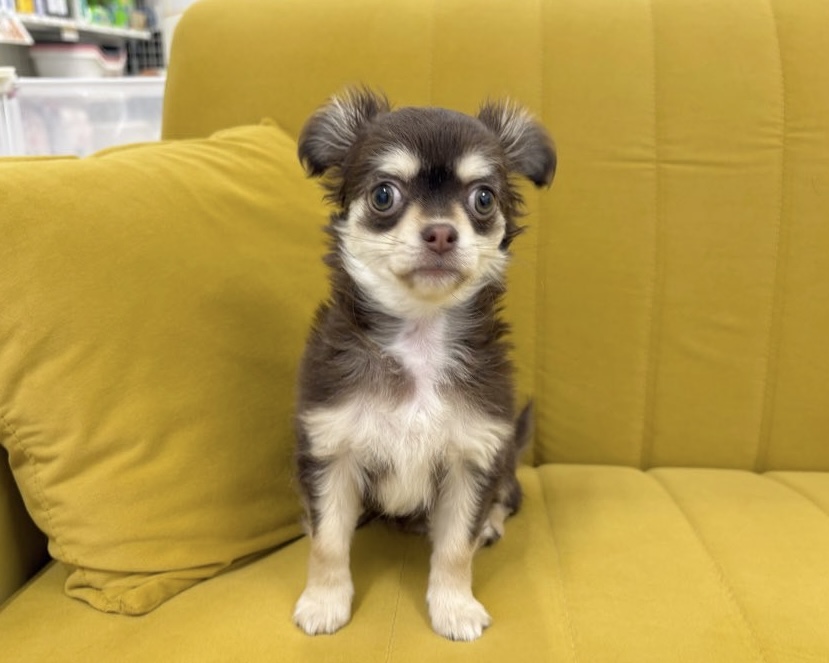 群馬県のチワワ(ロング) (かねだいペットトライアル前橋/2025年11月8日生まれ/女の子/チョコレートクリーム)の子犬の1枚目の画像